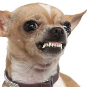 Close-up of Chihuahua with clean teeth
