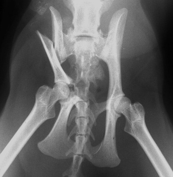 Pelvic fractures in cats a limp tail may be the big clue