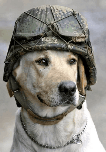 dogs in the military