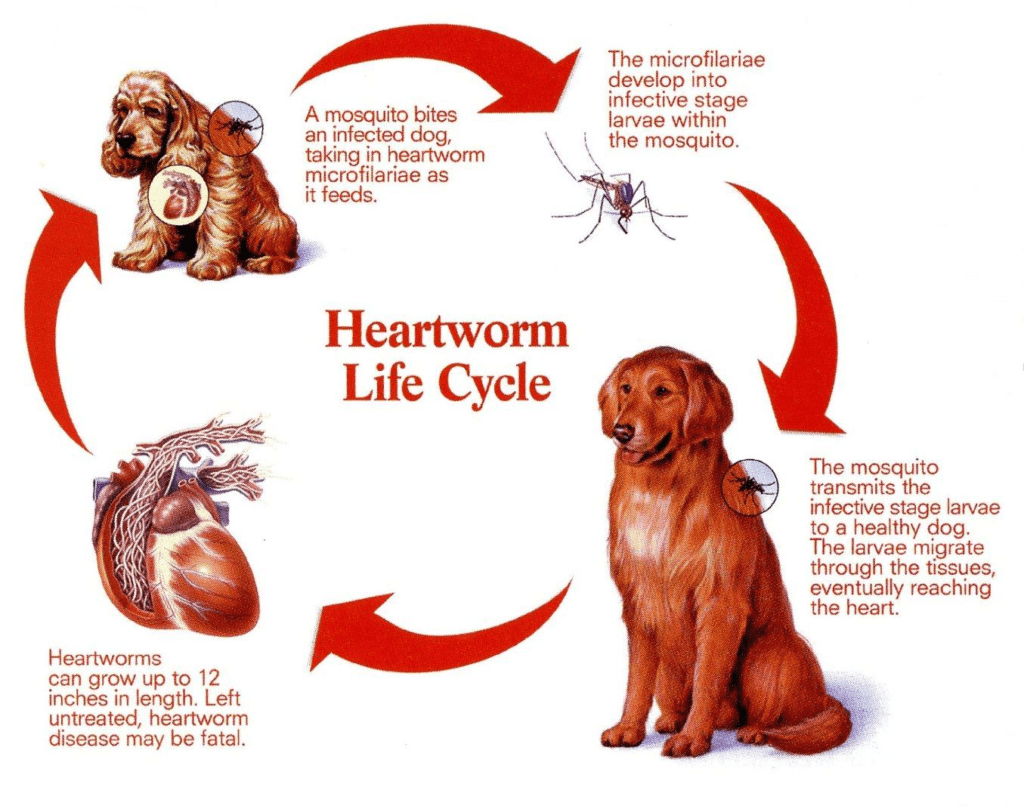 symptoms and prevention of heartworms in your dog