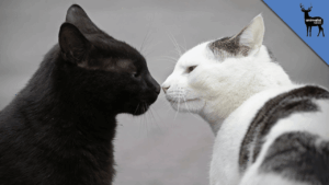 Houston Heights vet clinic for cats
