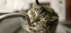dealing with bladder stones in your cat