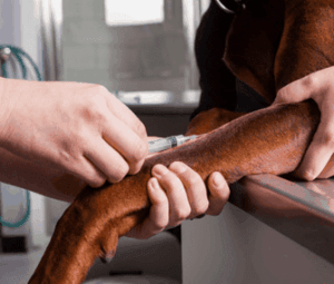 blood work for your Houston pets by veterinarians