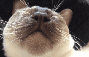 Houston Heights cat with allergies