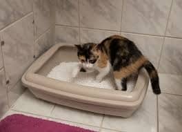 cat diarrhea causes and treatments
