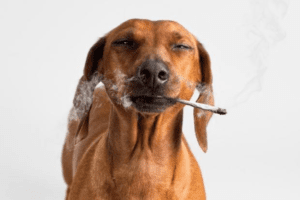 dog smoking weed in Houston TX