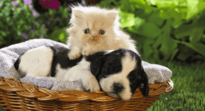 pet animal bacteria infections