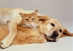 dog and cat seizures