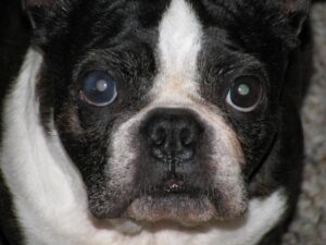dog getting treatment for cataracts in Houston Heights