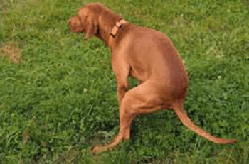 dog diarrhea treatments and causes
