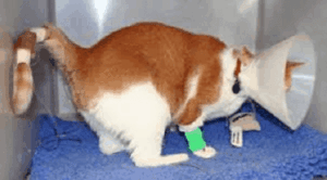 Houston Heights Veterinary Hospital