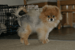 Houston animal balding