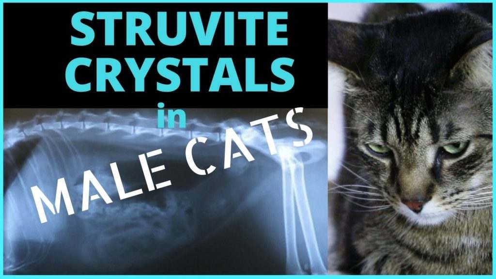 symptoms of struvite in cats