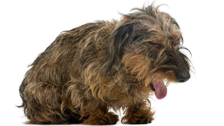 bronchitis in dogs