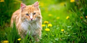 cat outdoors in Houston Heights