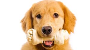 dog bones