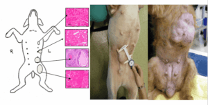 dog and cat cancer