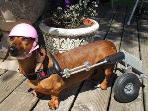 dog patient in Houston Heights with disk disease