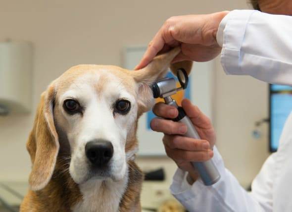 ear hematoma dogs