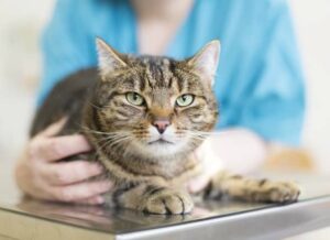intestinal parasite in a cat