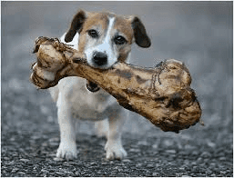 huge bone for small dog