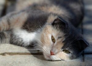 cat liver problems