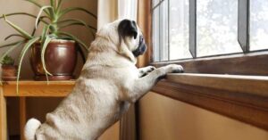 separation anxiety in pets