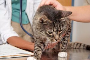 cat with heart problems in houston heights vet office