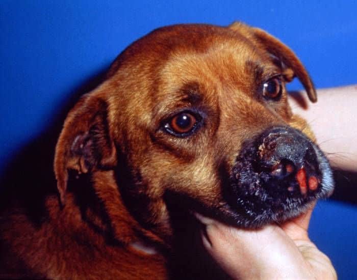 Blastomycosis in dog