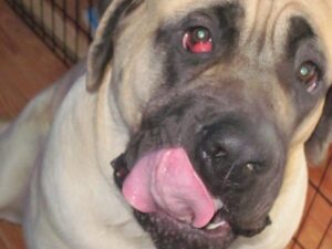Houston Heights dog with cherry eye