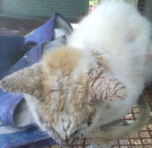 Demodectic Mange in Cats