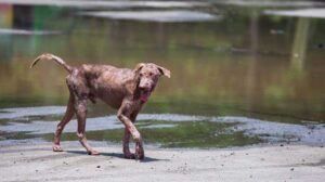 Demodectic Mange in Dogs
