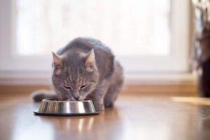 cat eating