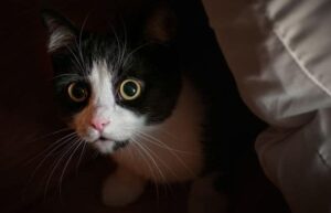 cat hiding