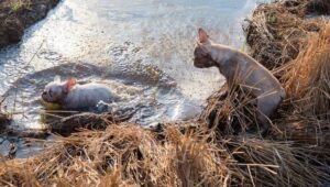 French bulldog Cryptosporidium