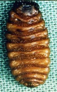 cuterebriasis parasite
