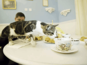 diabetic cat