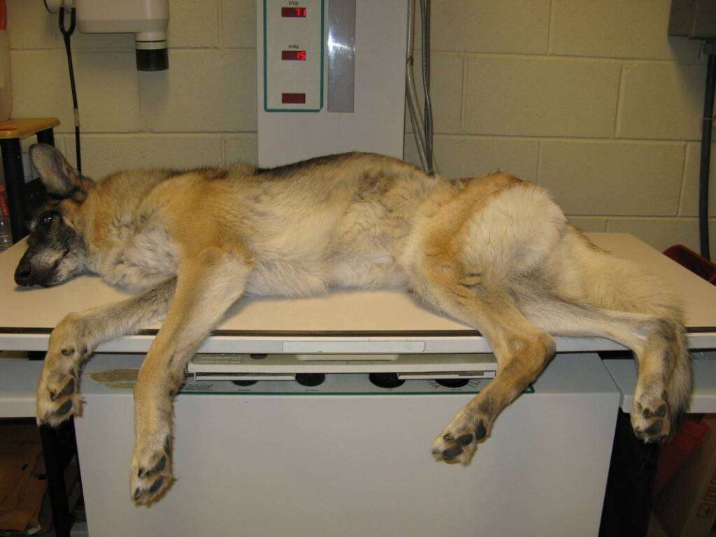 Bloat or GDV (Gastric dilatation and volvulus) Urban Animal