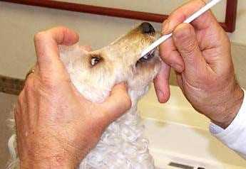 dog brushing teeth