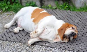 overweight dog