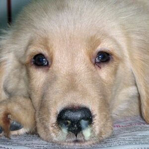 Dog with classic nasal discharge