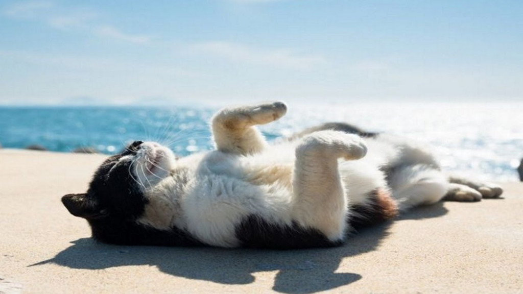 Sunscreen for Pets | Urban Animal Veterinary Hospital