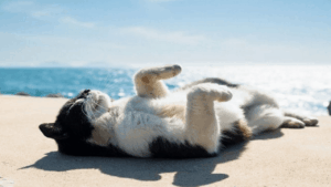 cat laying out in the sun