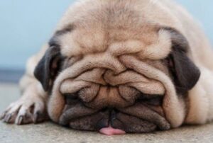 smushed face dogs