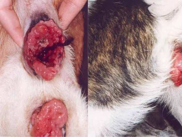 venereal tumor in a dog