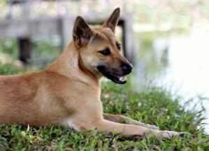 Disseminated Intravascular Coagulation (DIC) in Dogs and Cats