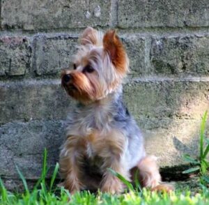 Yorkie
