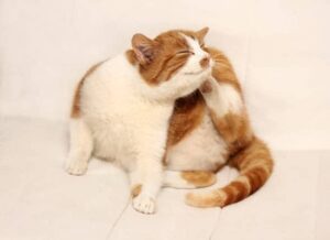 cat itching