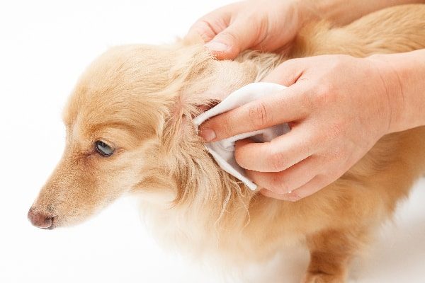 dog ear treatment in houston heights
