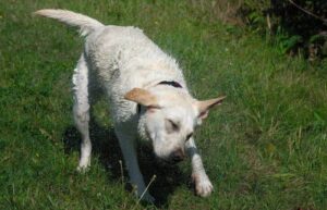 dog tremor